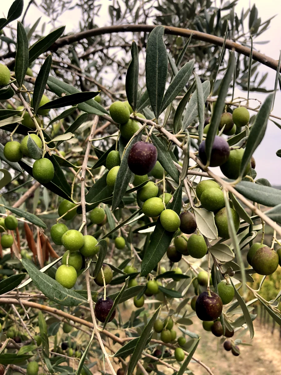 Olive verdi e nere sul ramo, da vicino