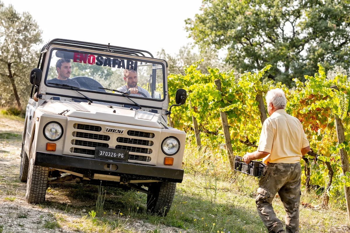 La raccolta dell'uva con le cassette nel campo, durante l'Enosafari
