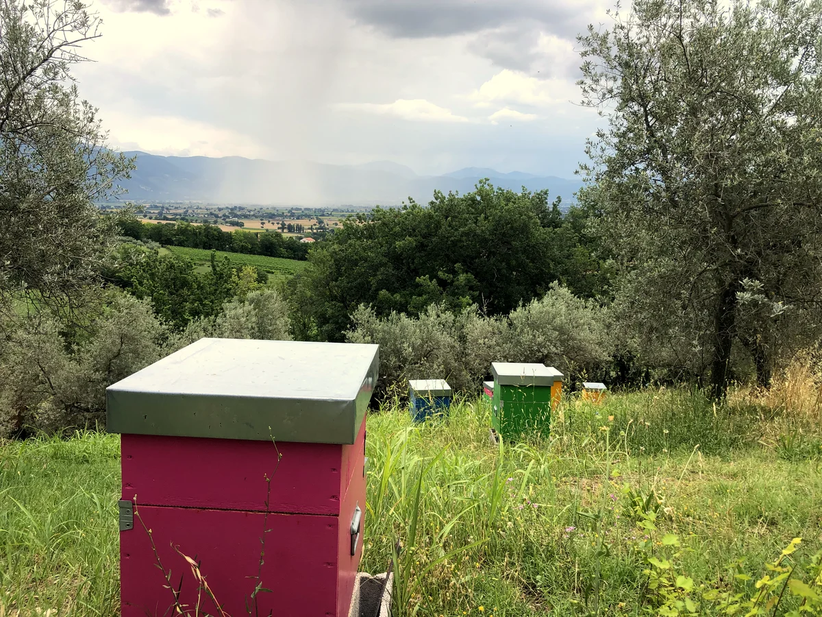 Le arnie colorate tra gli ulivi di Colle Arfuso, con la vallata umbra sullo sfondo